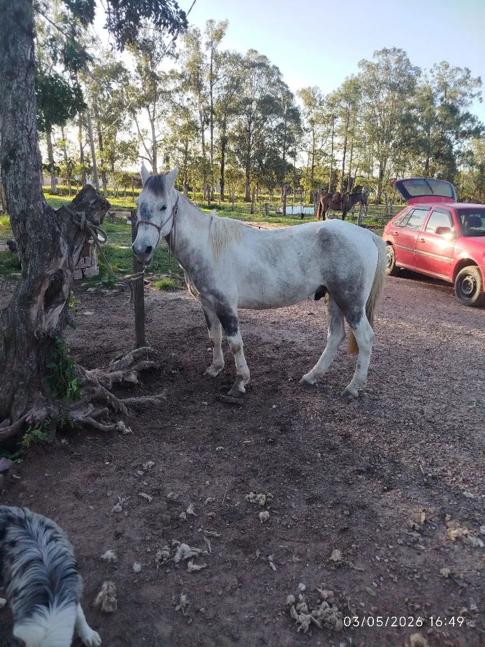 Cavalo domado manso de montaria whats * - Foto 6