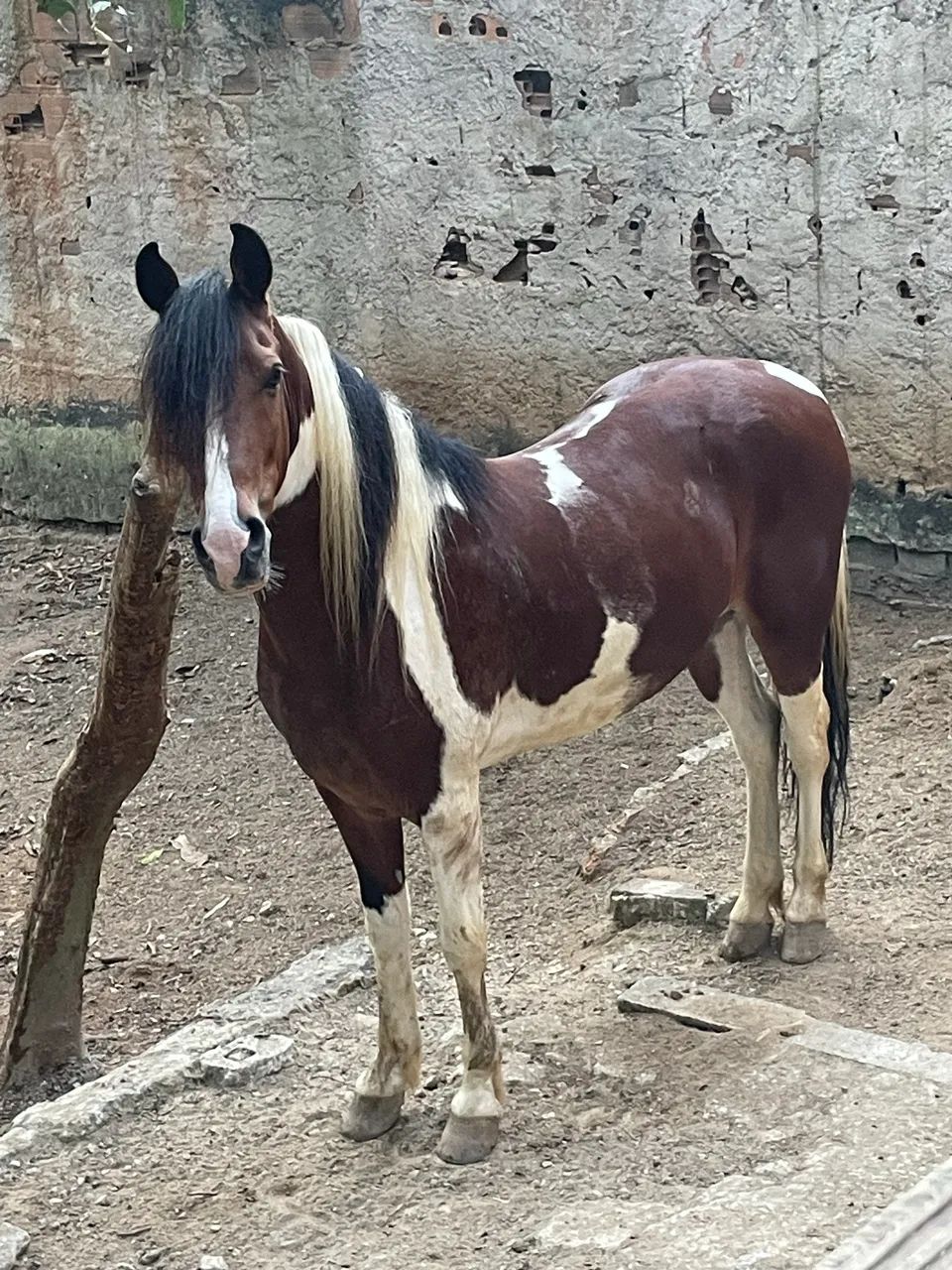 Cavalo  - Foto 4