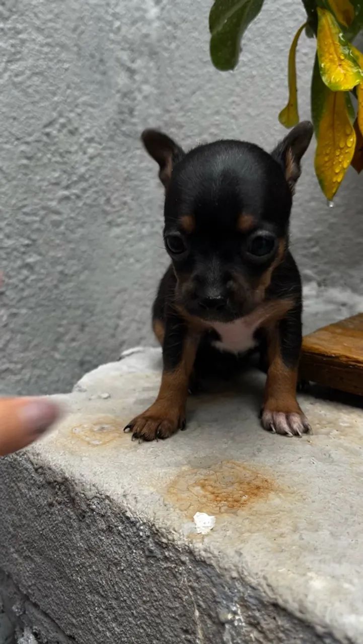 Pinscher  - Foto 2