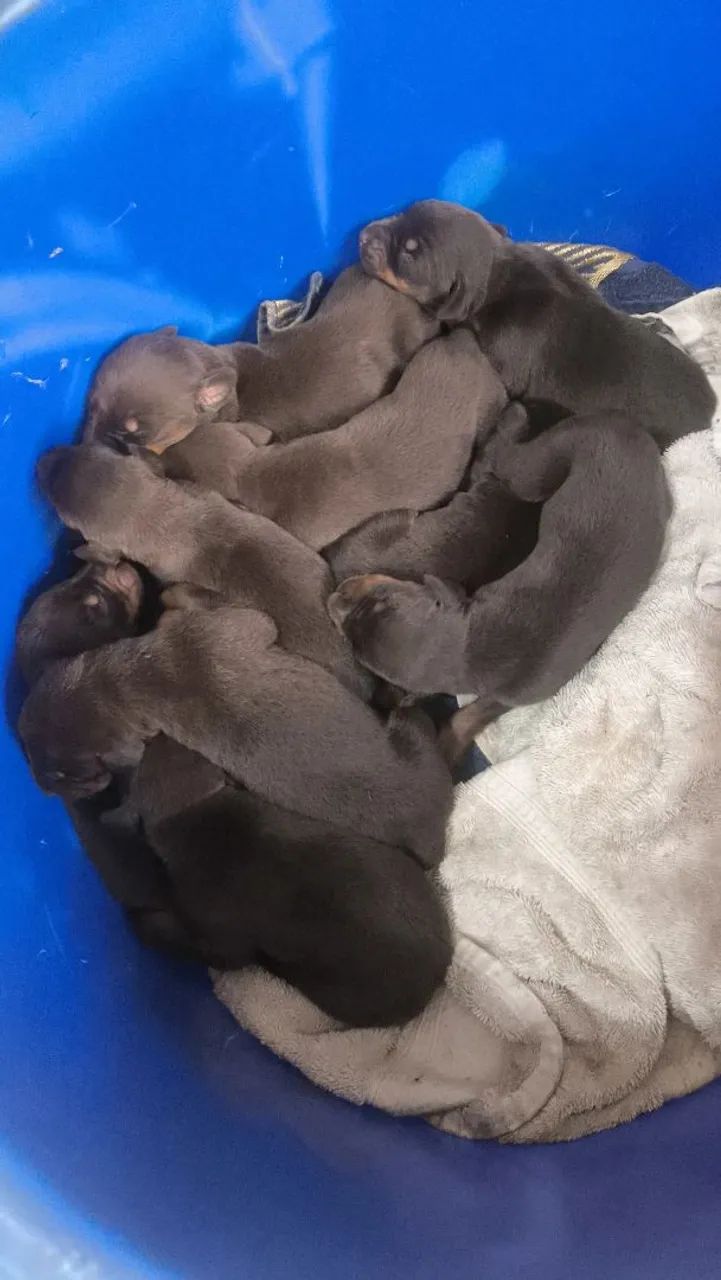 Filhotes de Doberman  - Foto 2