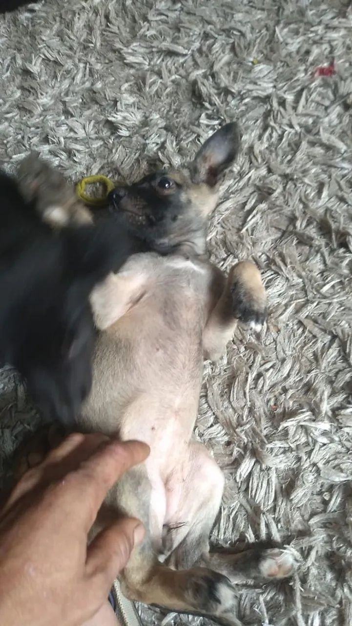 Doa-se cachorinhos - Foto 3