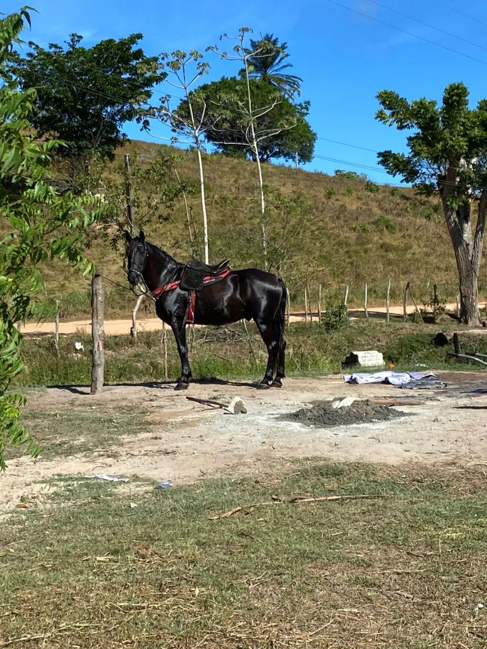 VENDO CAVALO MESTIÇO DE QM