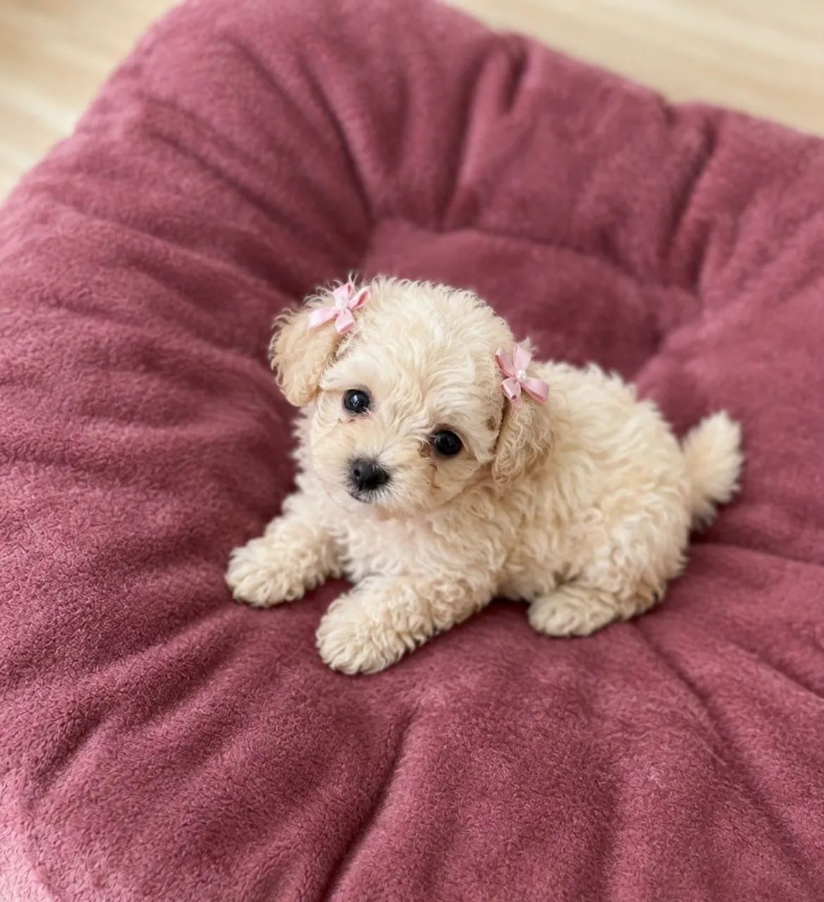 Fêmea e macho micro toy poodle 