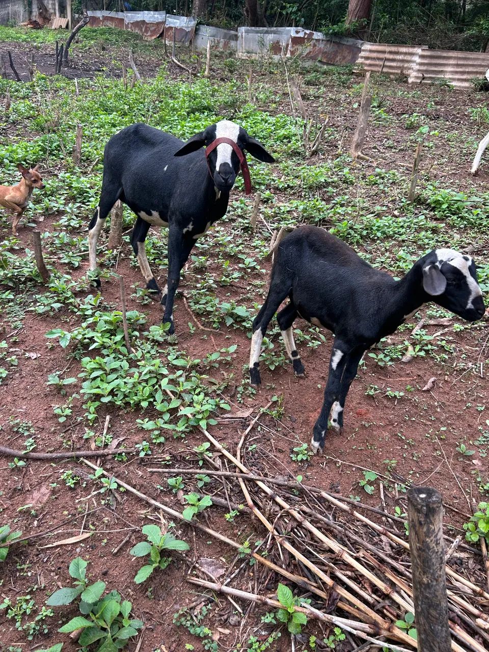 Vendo burrega santa Inês com filhote  - Foto 3