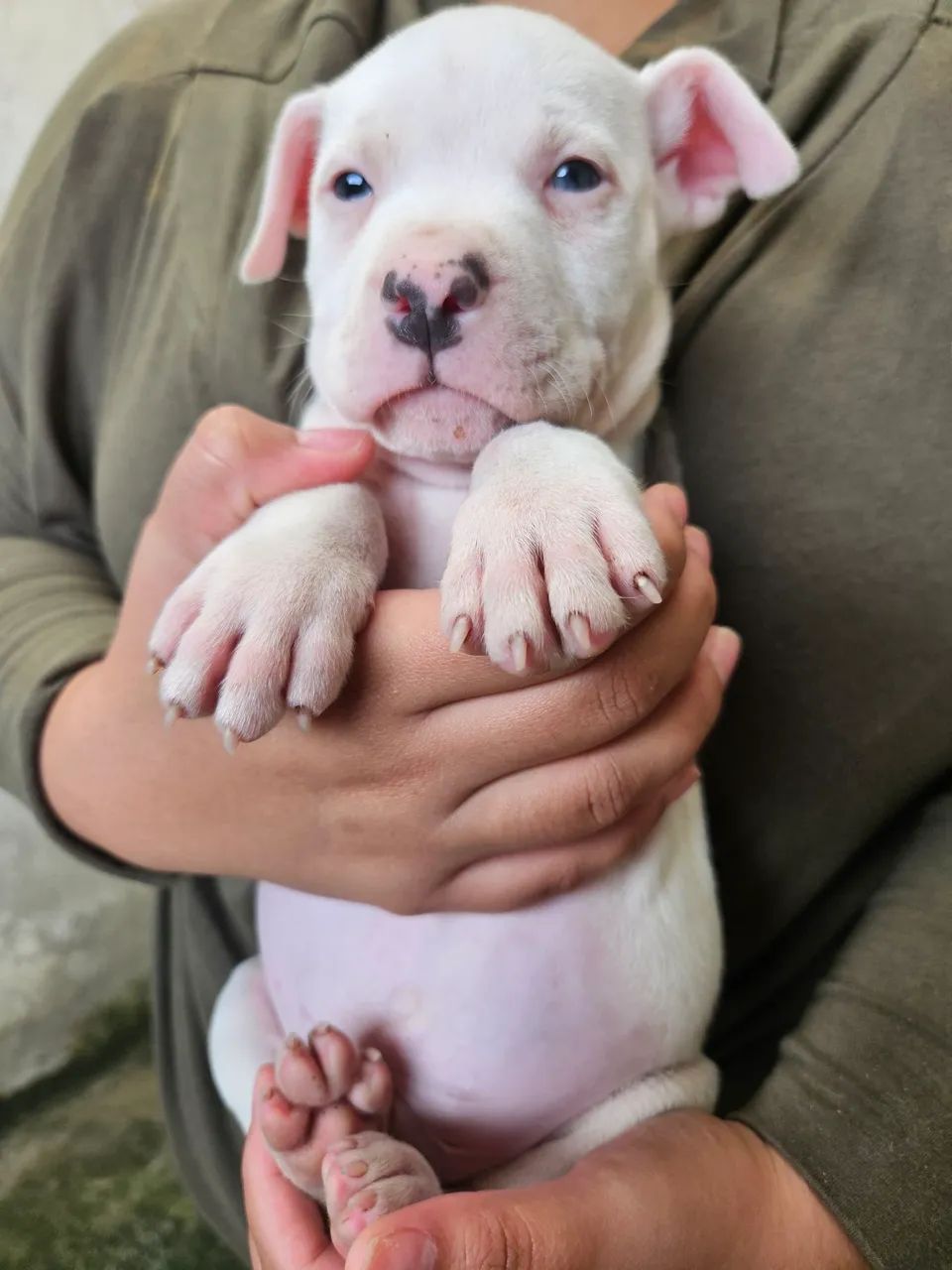 FILHOTES DE PITBULL  - Foto 2