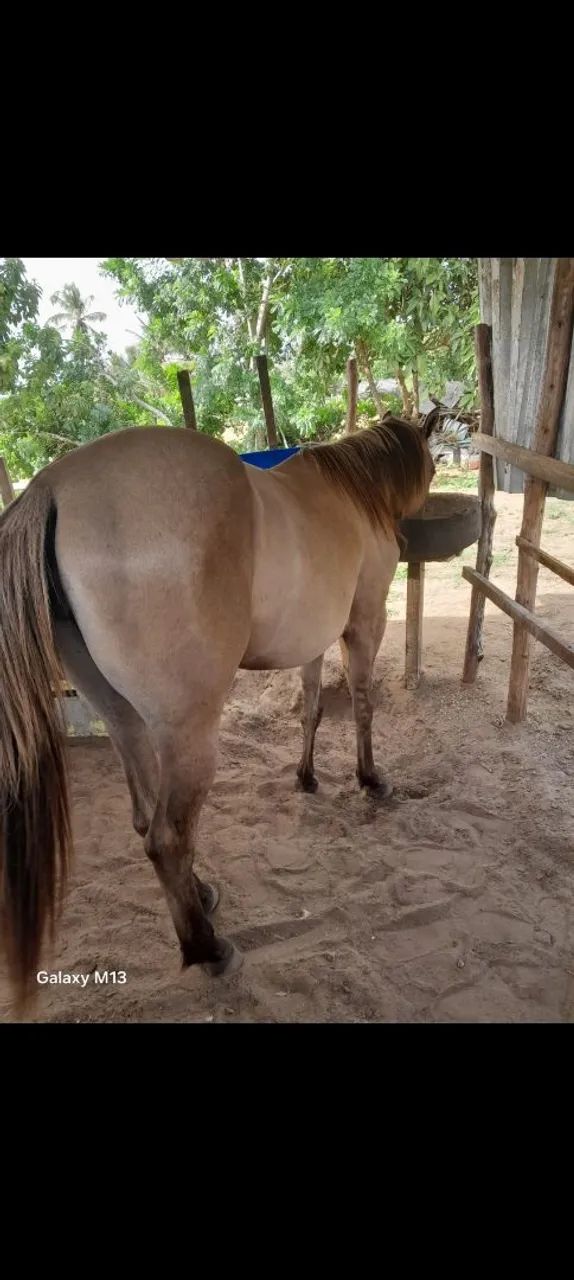 Porda bem mestiça de Quarto de Milha pra vender novinha sem muda nenhuma  - Foto 4