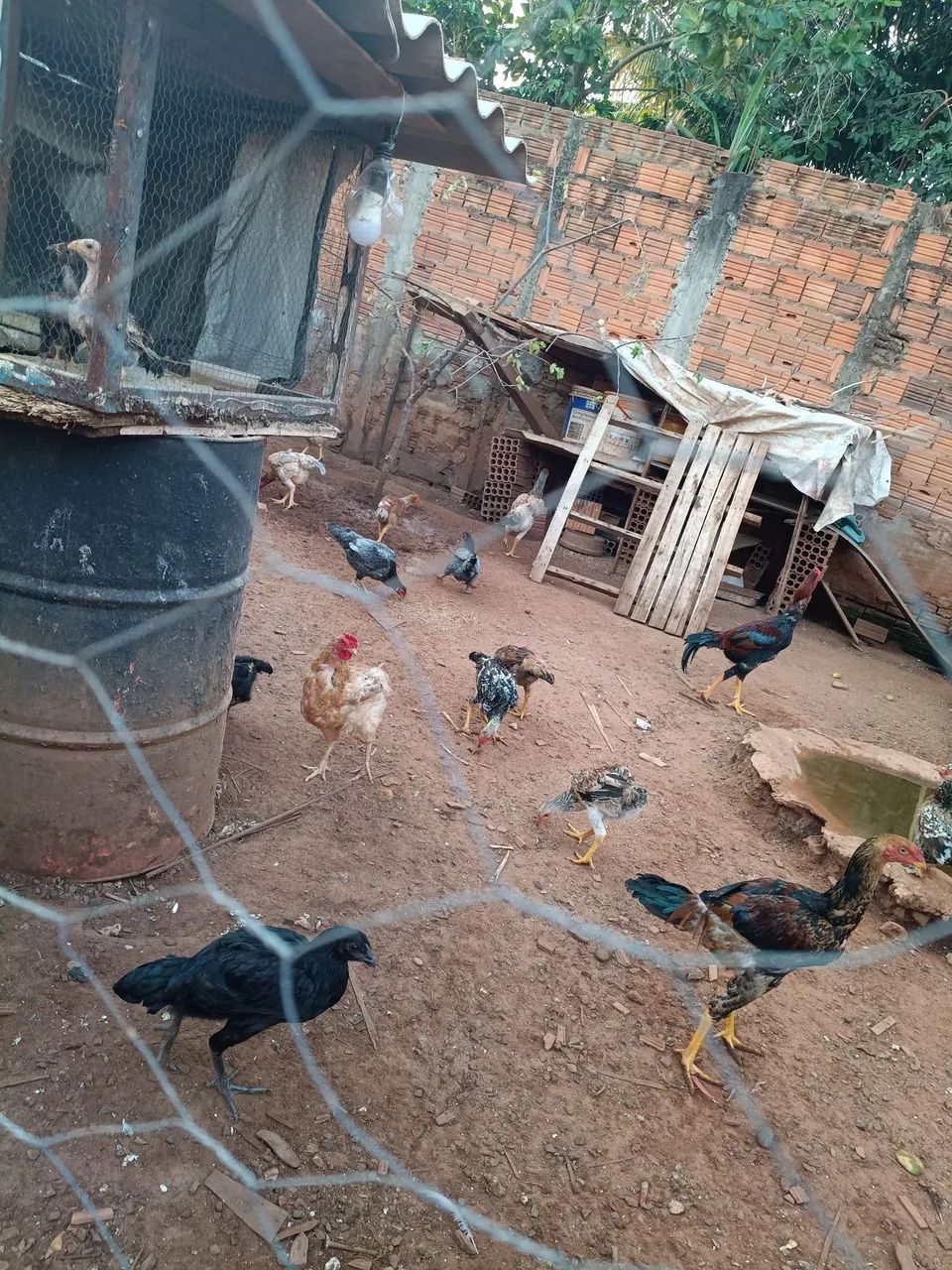 Vende- se frangos e galinhas - Foto 2