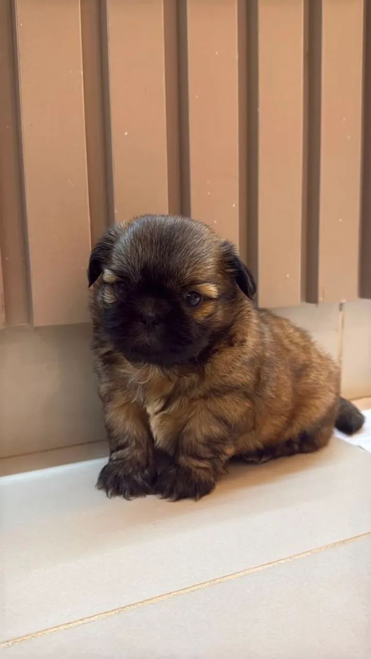 Shihtzus  - Foto 5