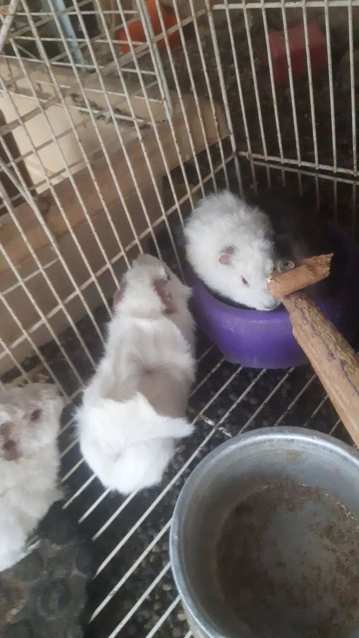 Filhotes de porquinho da Índia abissinio 