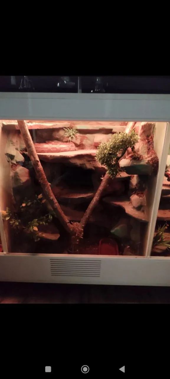 Terrário para répteis  - Foto 2
