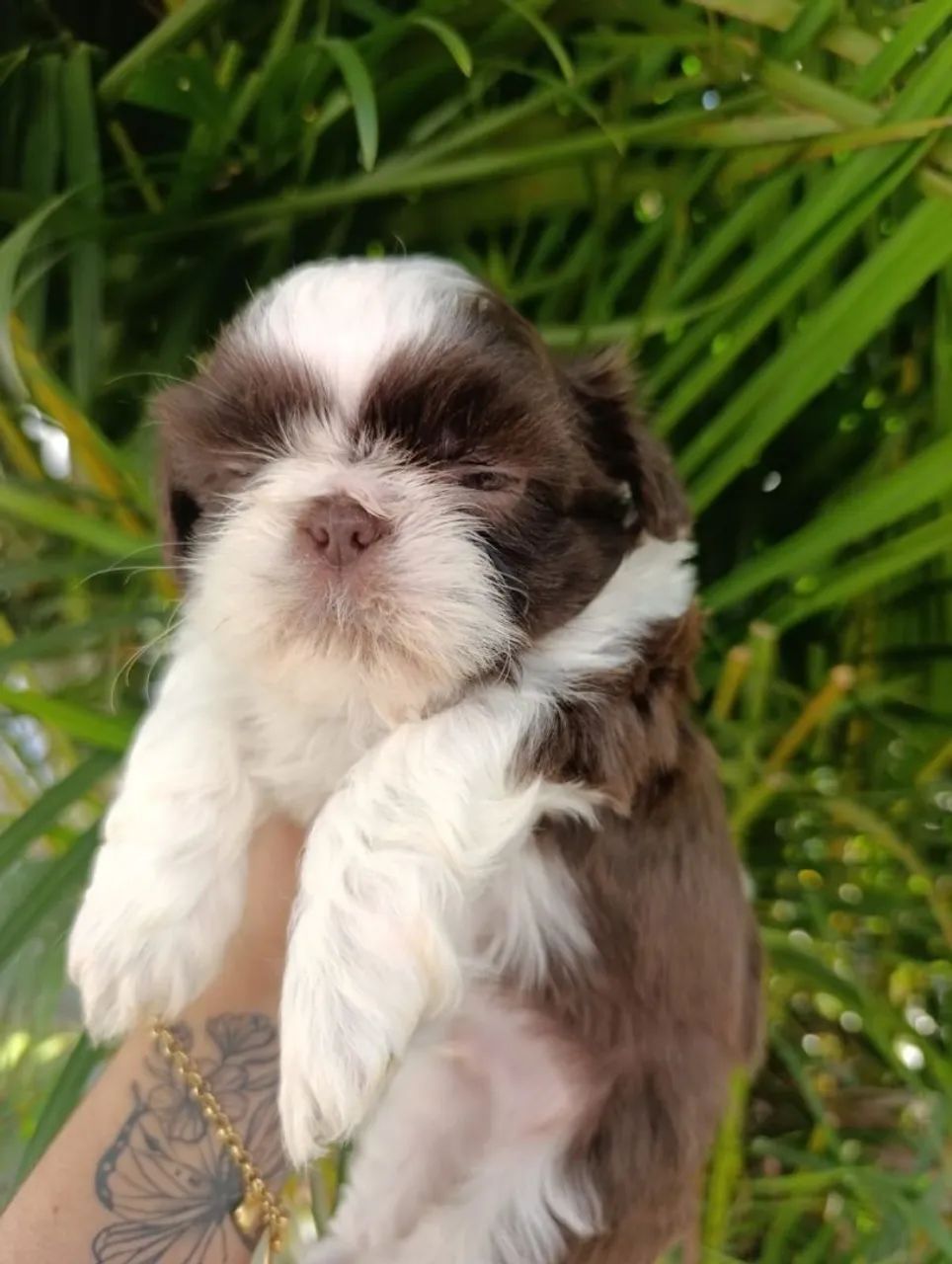 Shih Tzu macho filhote chocolate com branco  - Foto 5