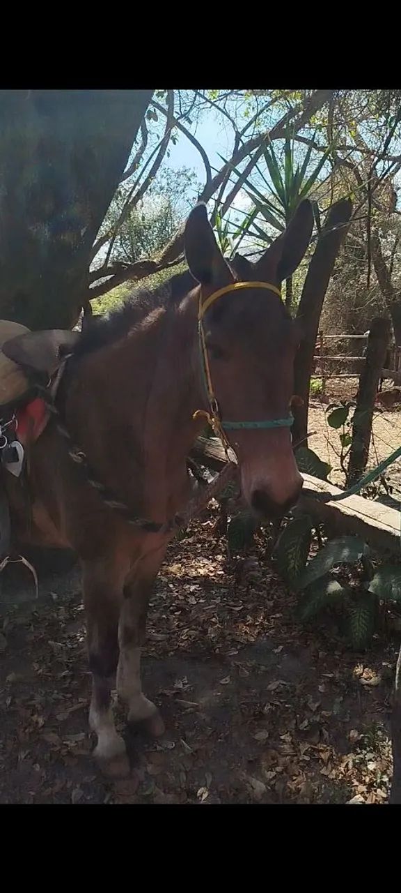 Burro top a venda mansinho