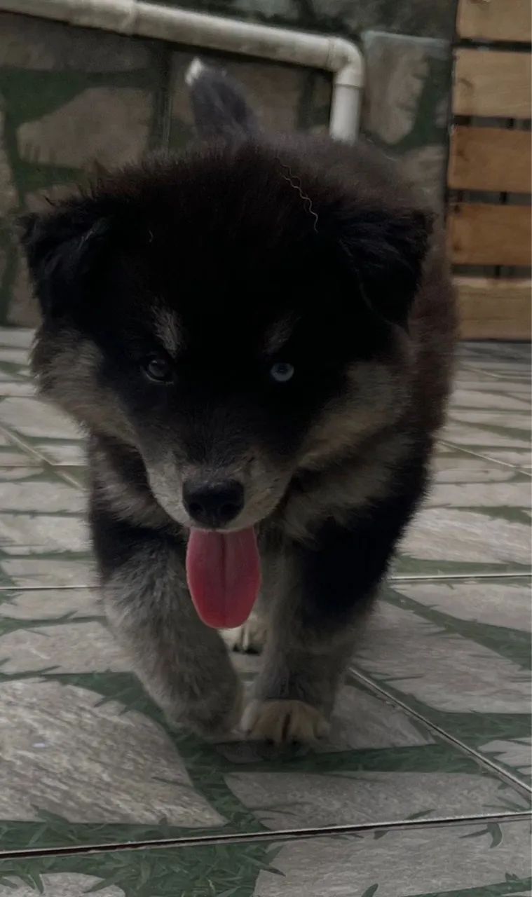 Husky siberiano wooly - Foto 6