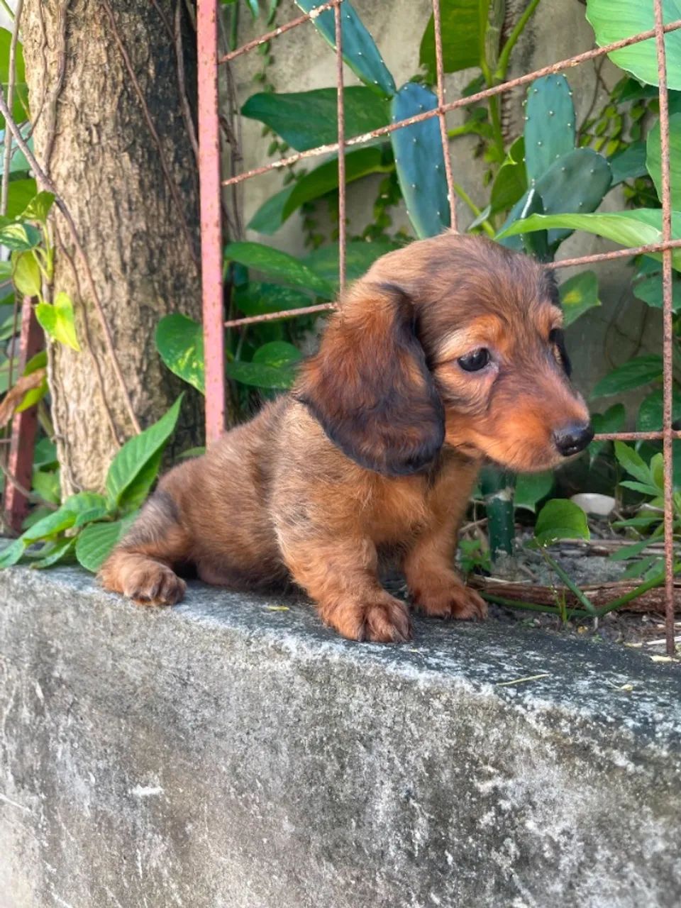 Filhotes Dachshund com Beleza e Qualidade - Foto 3