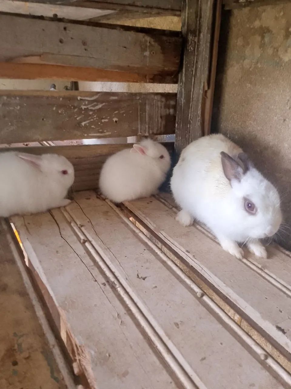 Vendo todos coelhos  - Foto 2
