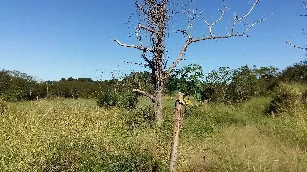 Terreno para Venda - 0m², 0 dormitórios, Lami - Foto 7