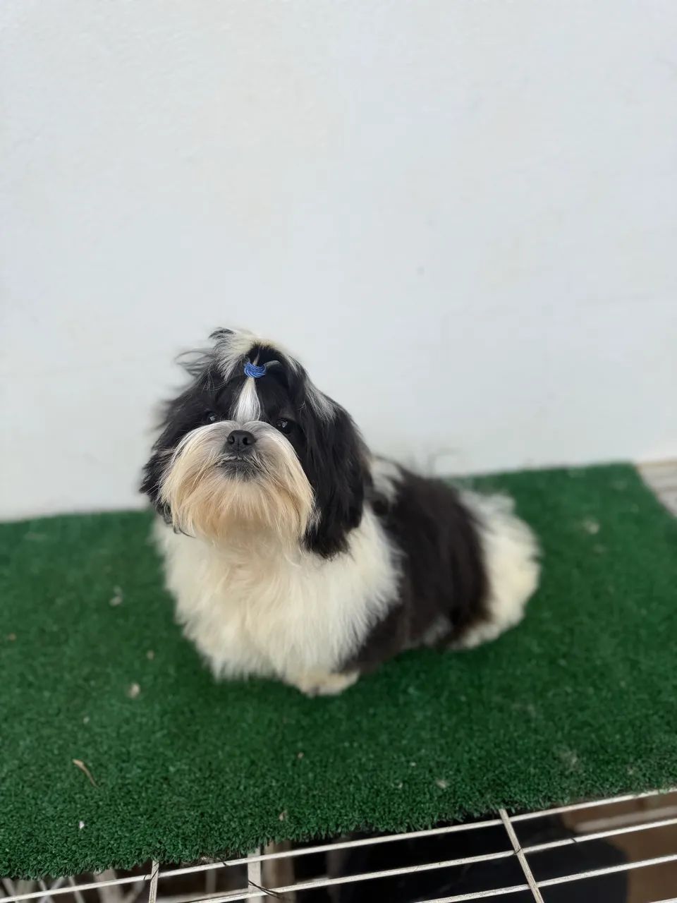 Shihtzu macho 5 meses  - Foto 3