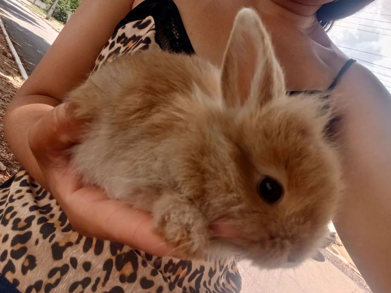 Coelha Lion filhote - Foto 3