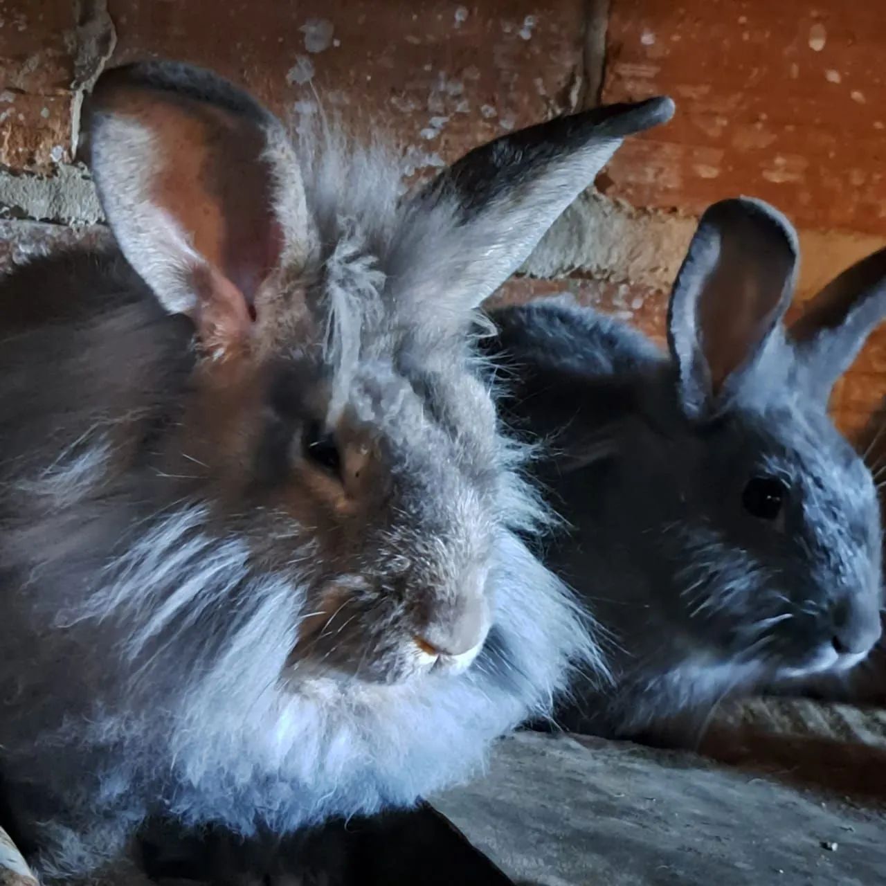 Vende -se Coelhos filhotes e adultos. - Foto 4