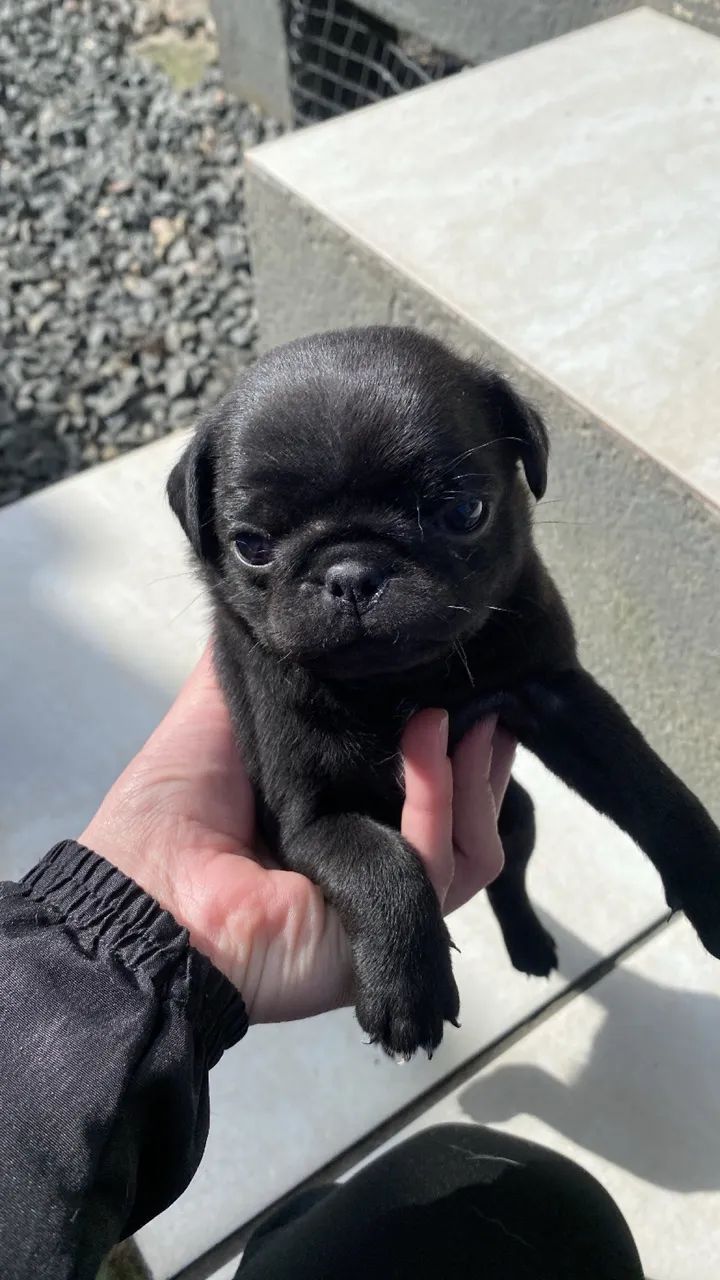 Pug fêmea preta 