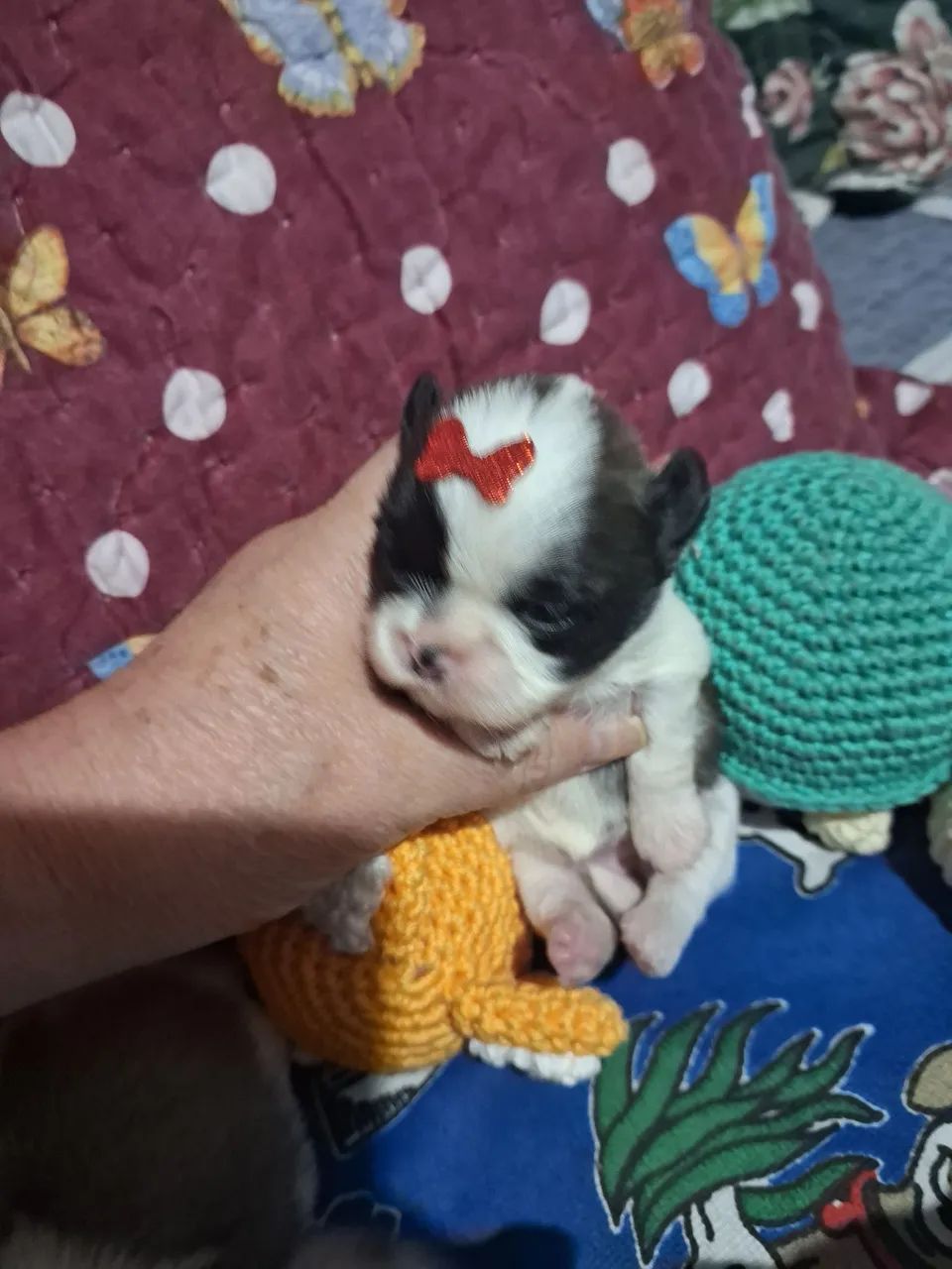Anúncio de vendas de cachorrinhos  - Foto 2