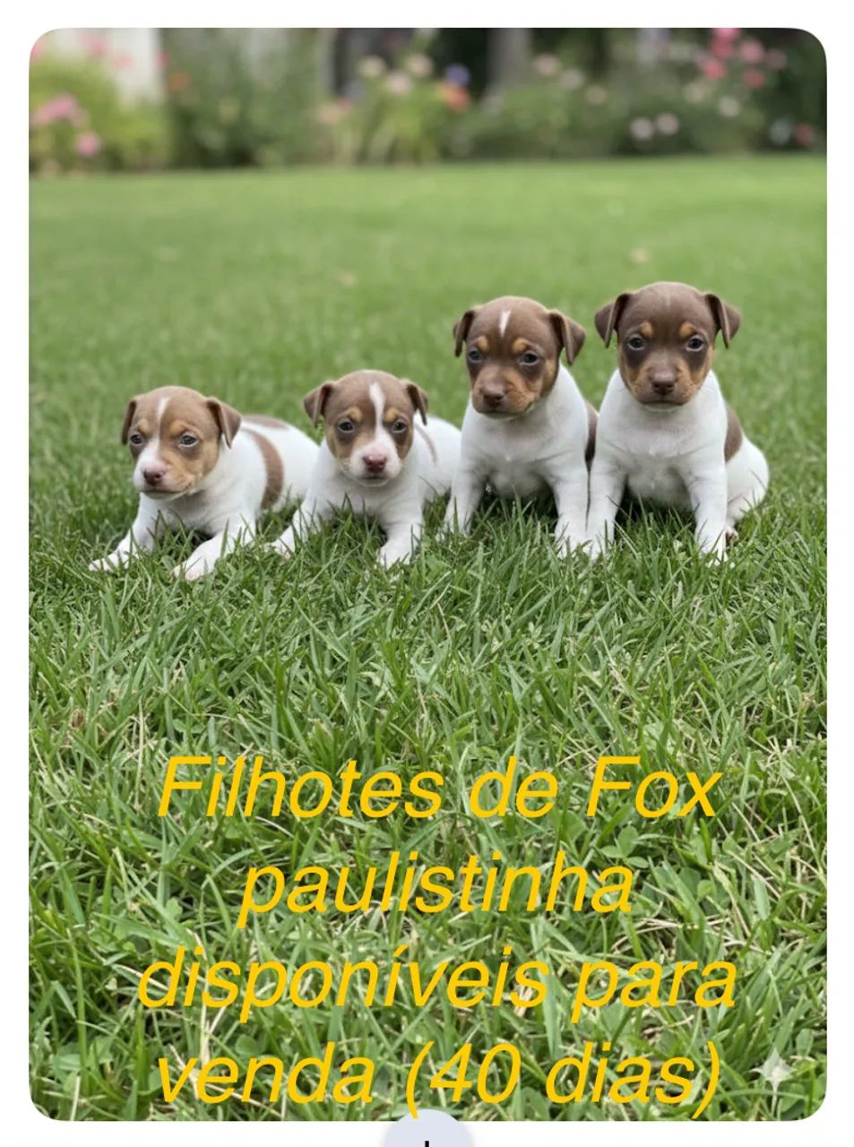 Fox paulistinha