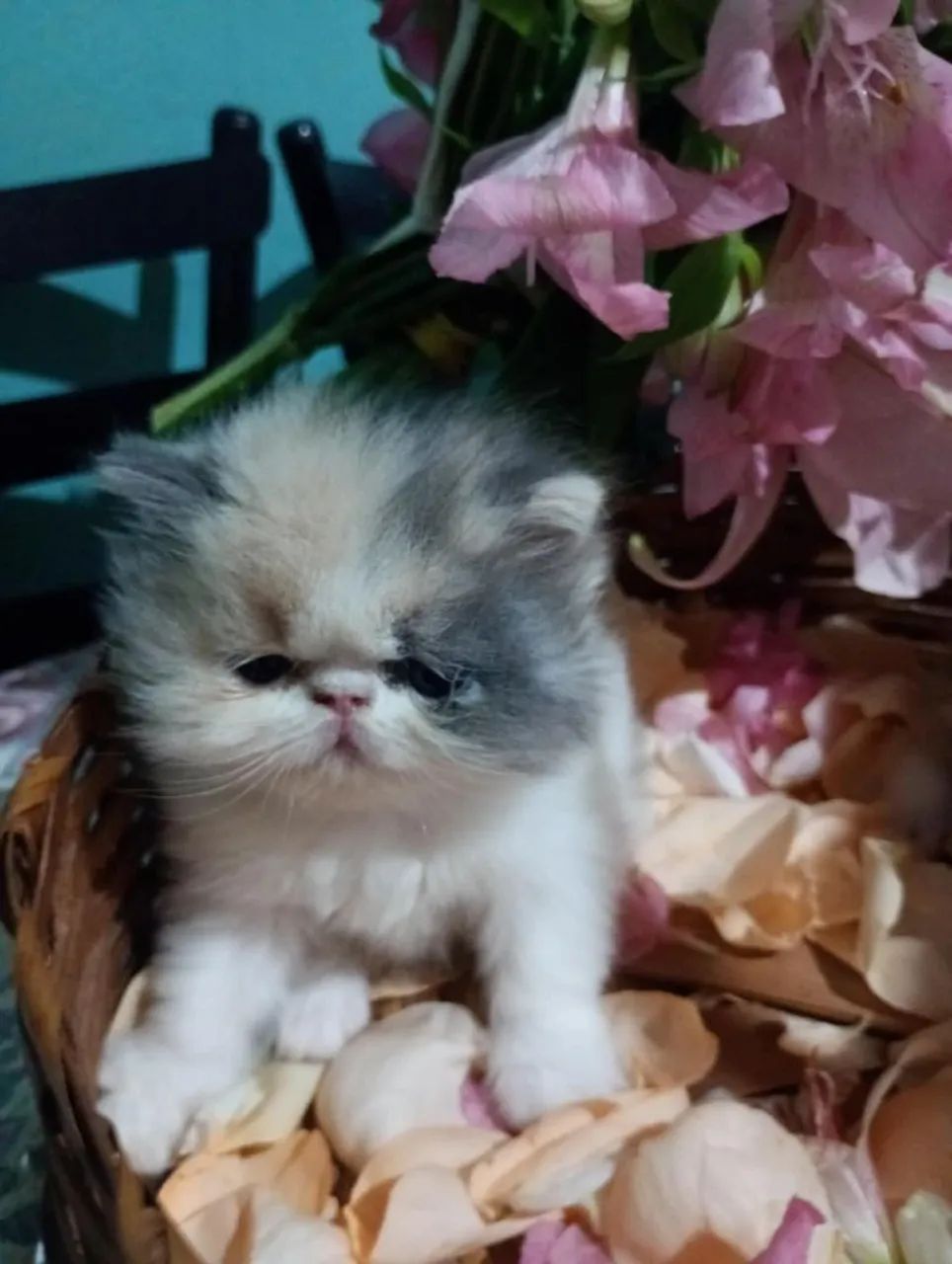 Gatinhos Persa