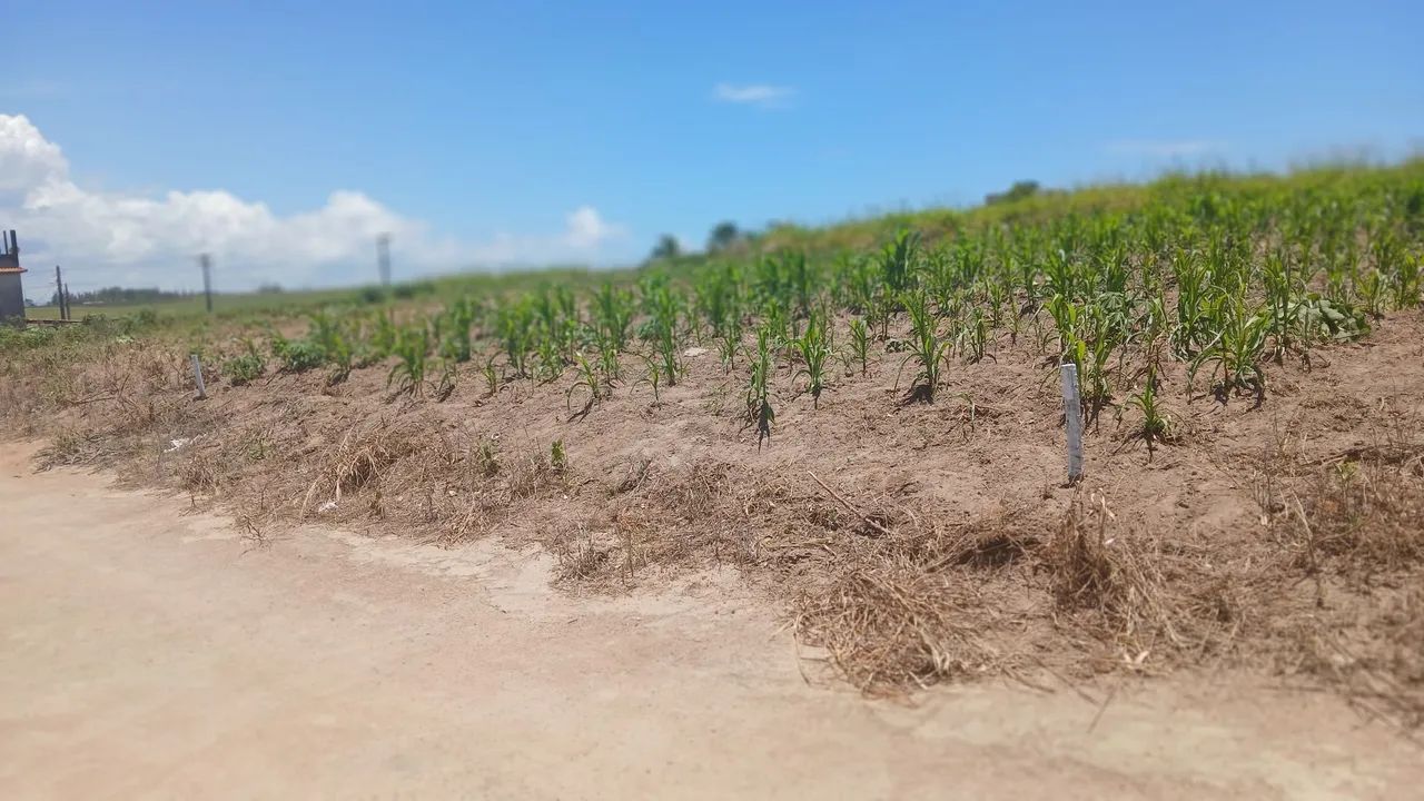 Terreeno - Foto 2