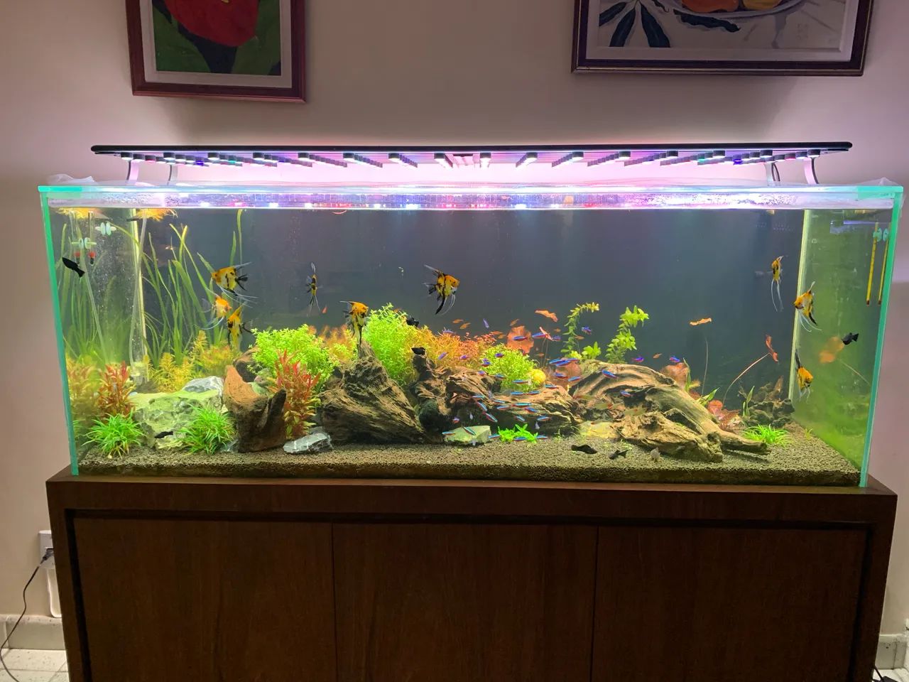 Vendo aquario 412l, sump e móvel