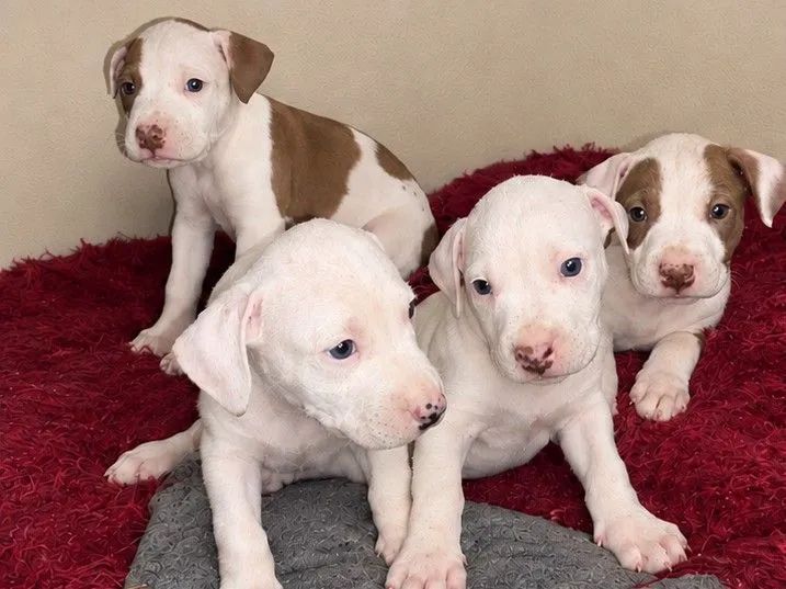 Filhotes Pit bull - Foto 4