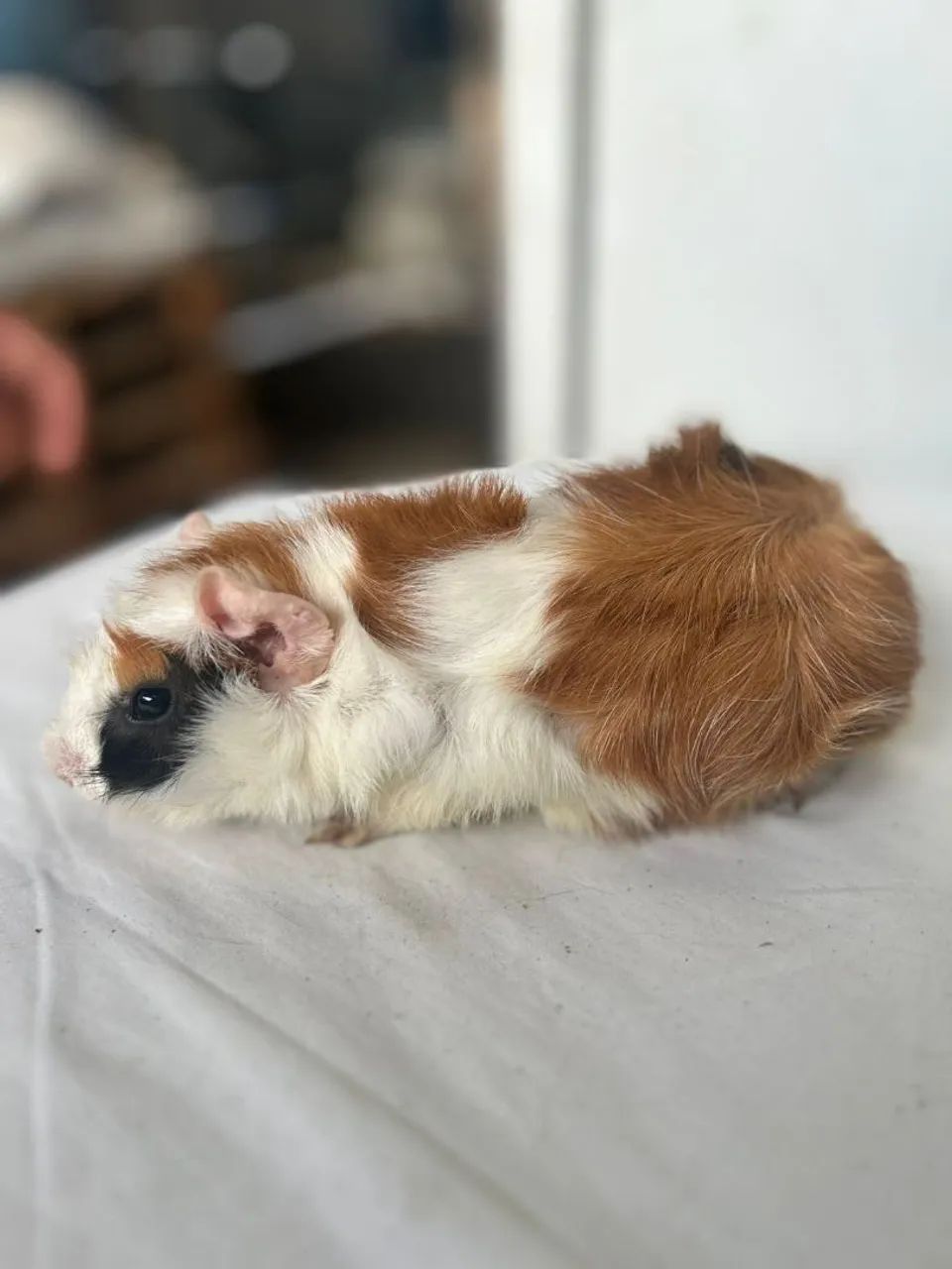 Porquinho da índia 