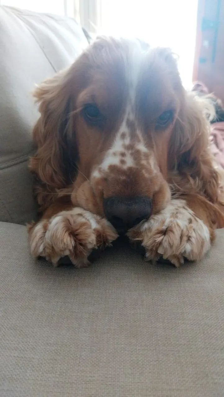 Filhotes de cocker spaniel  - Foto 4