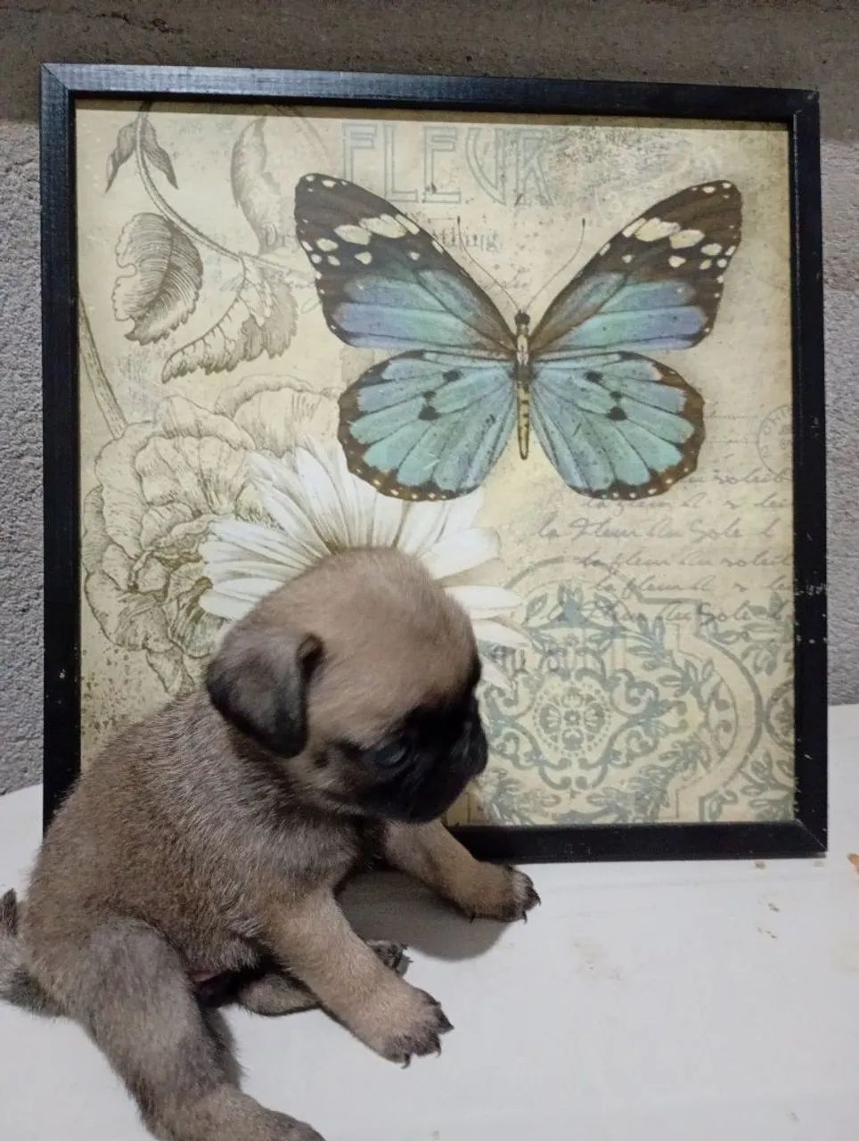 Vendo Pug  - Foto 2