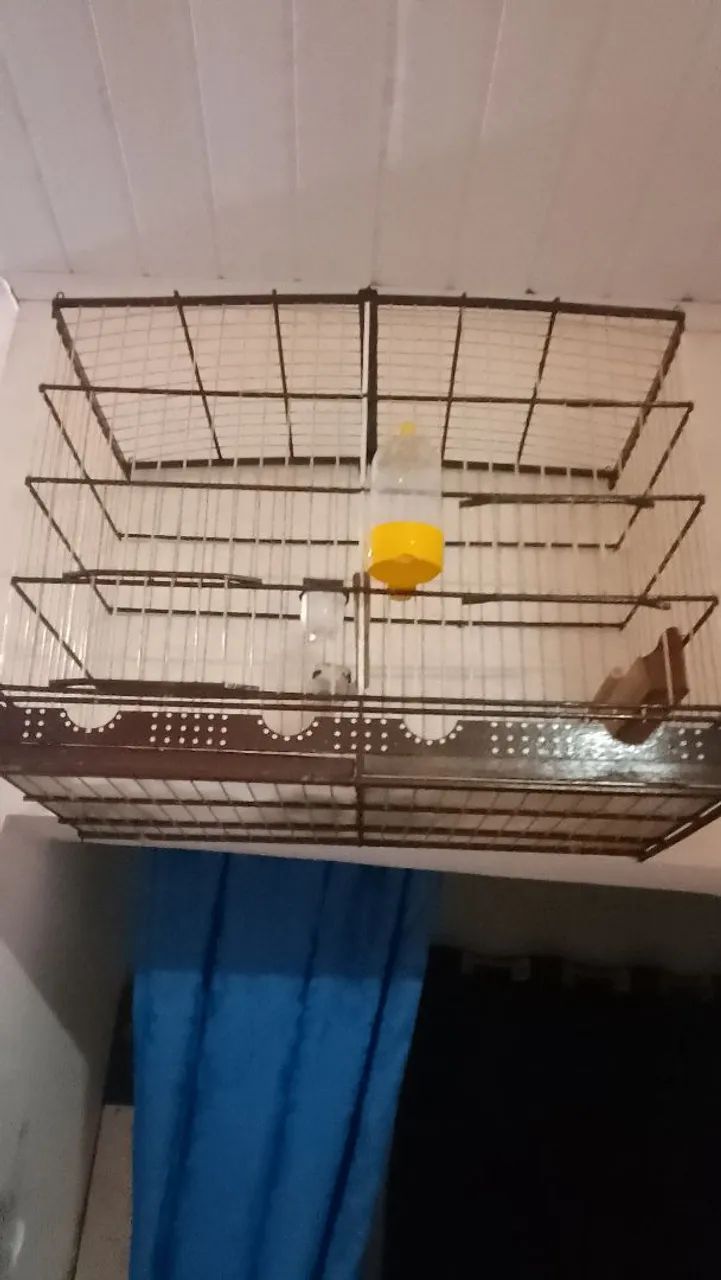 Vendo voador para Papa capim e azulão e gaiola para cabeça  - Foto 2
