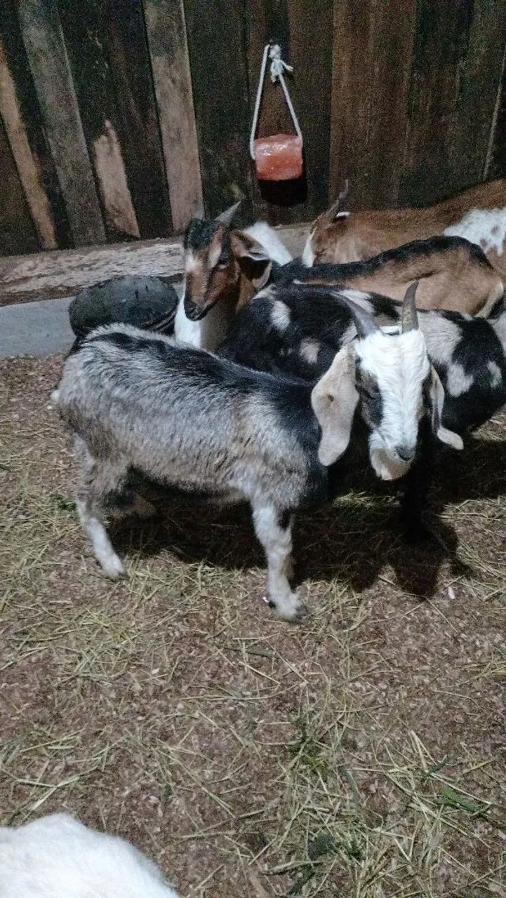 Vendo bodinhos 