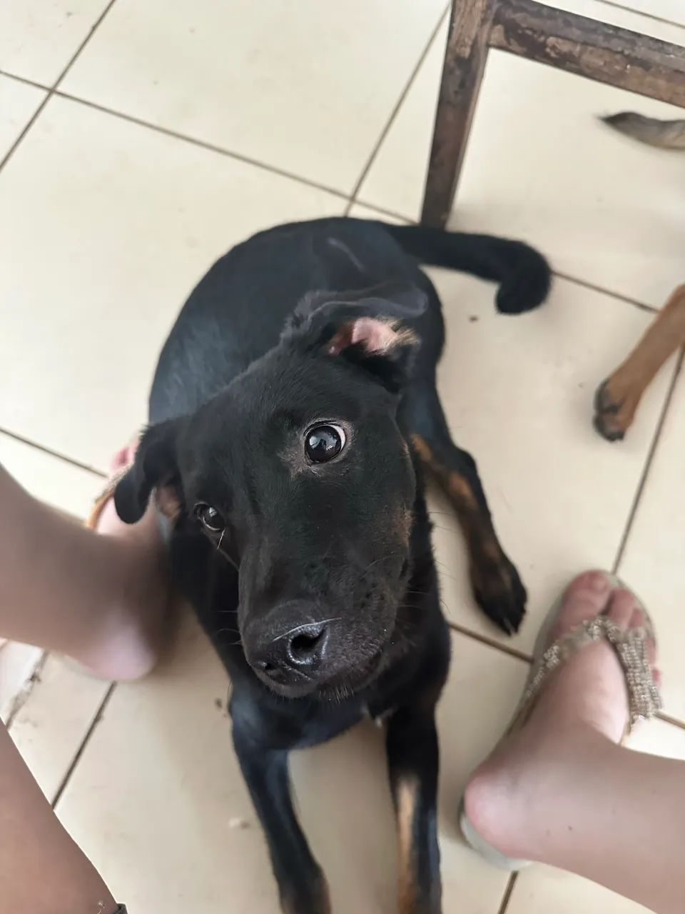 Doação de animais  - Foto 4