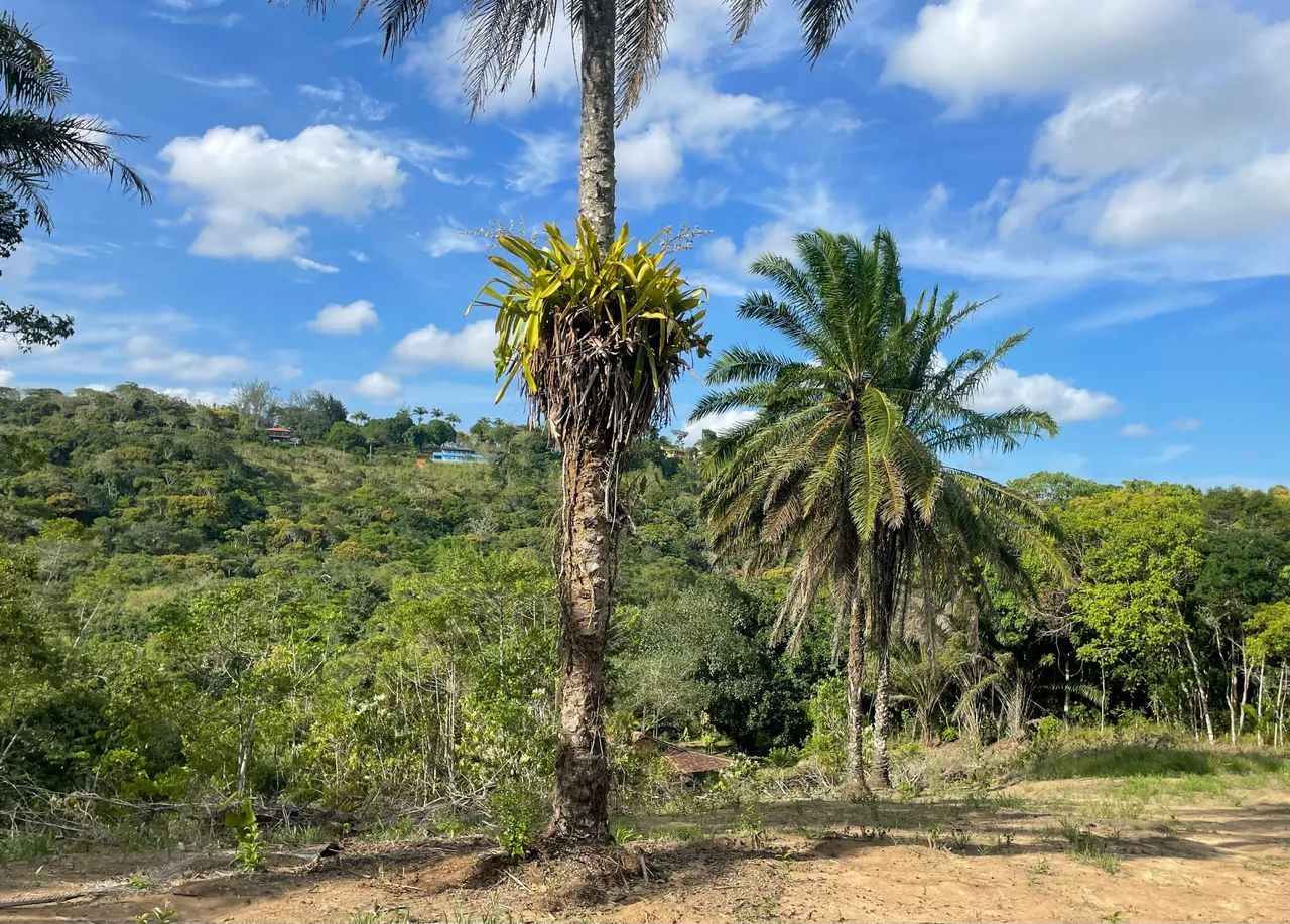 Sítio em Aldeia - 3 escrituras- Excelente investimento - Foto 5