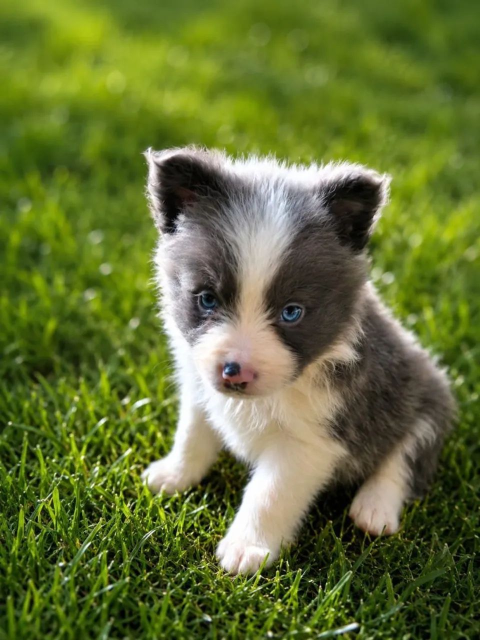 Filhote de border collie  - Foto 5