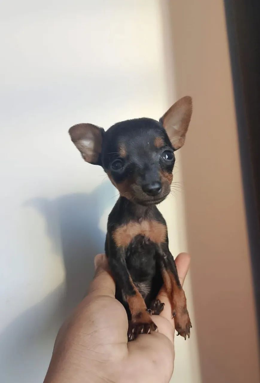 Pinscher linda disponível  - Foto 2