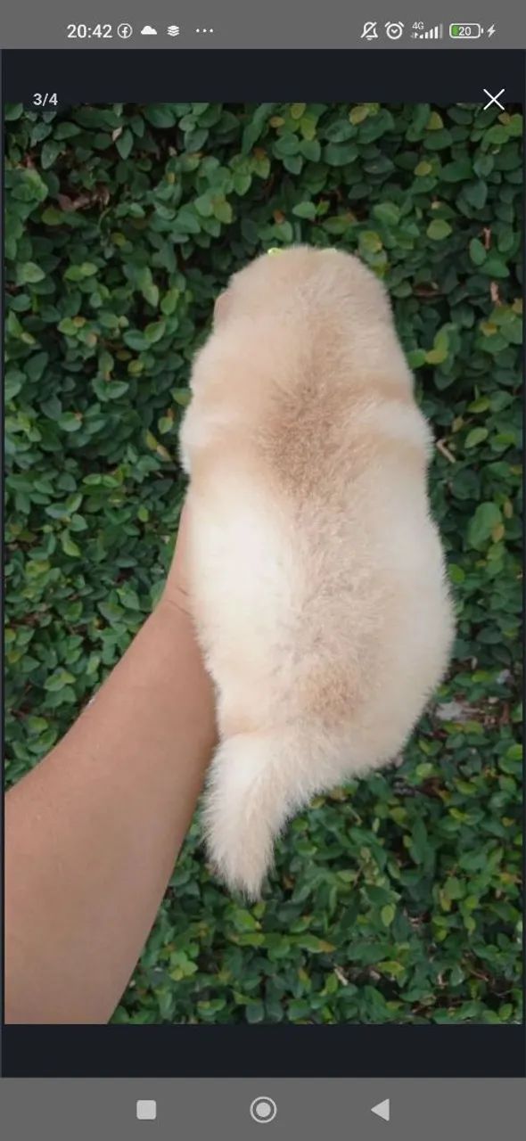 Filhote de chow chow  - Foto 2