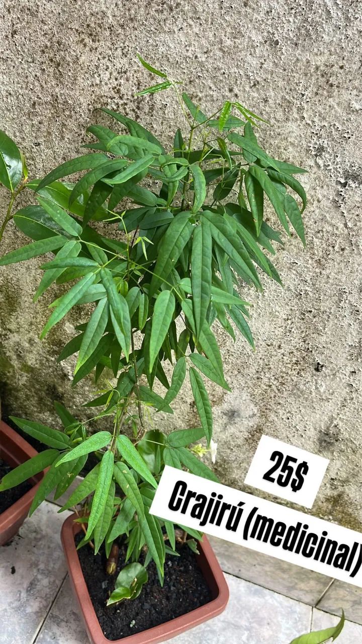 Plantas medicinais  - Foto 4