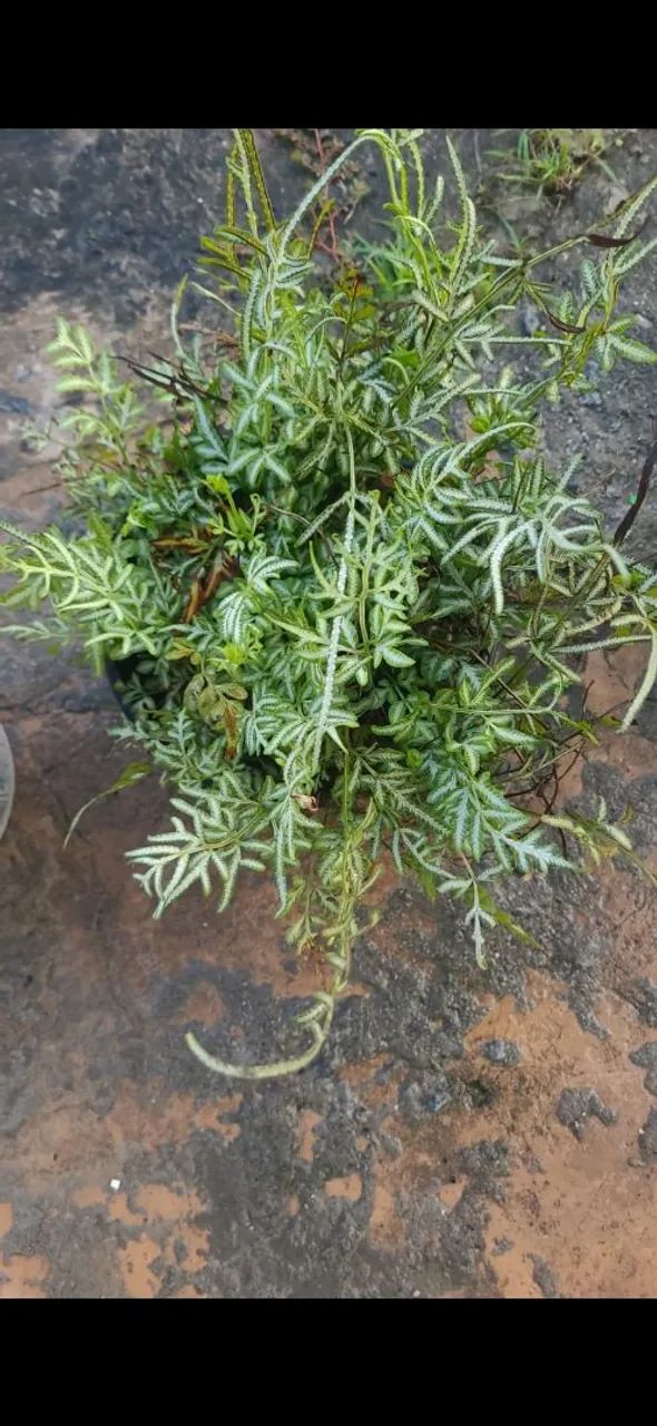 Planta samabaia  - Foto 2