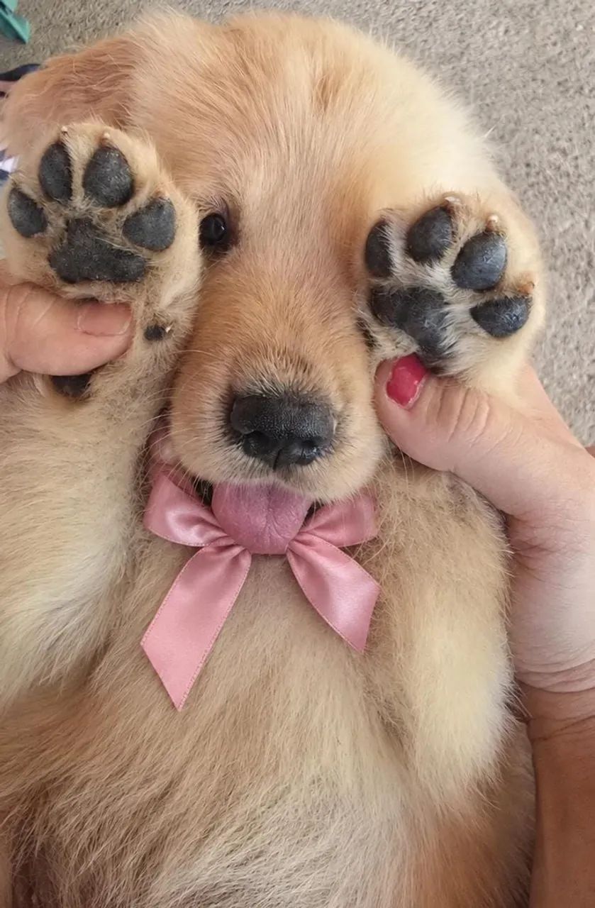 Filhotes de Goldem Retriever! - Foto 2