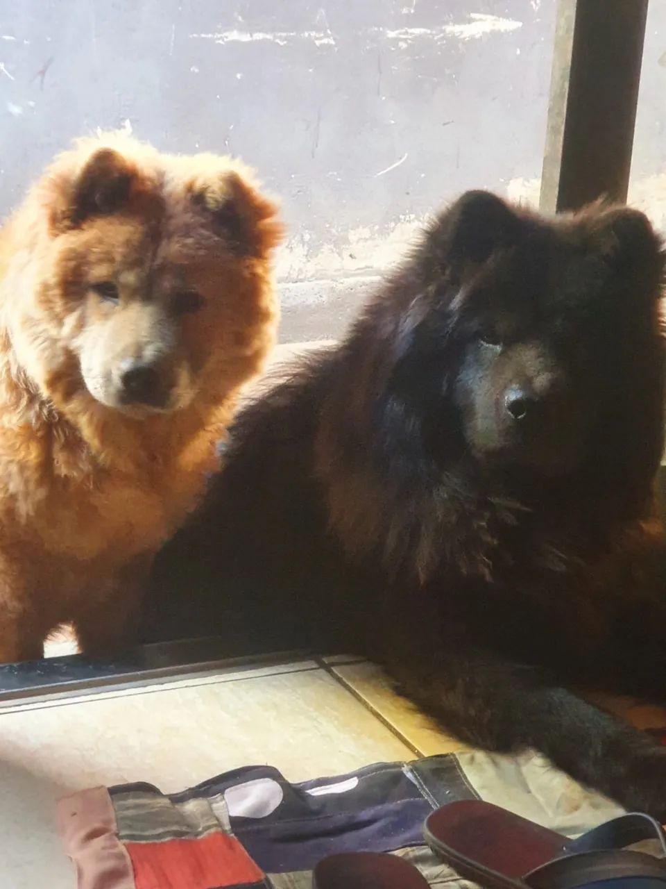 Chow chow  - Foto 5