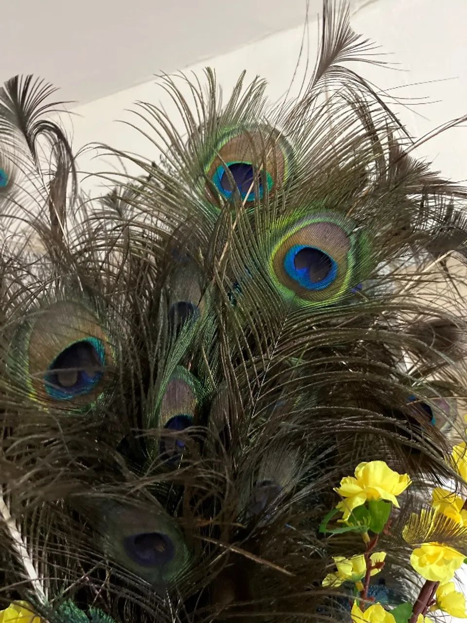 Pena de pavão 