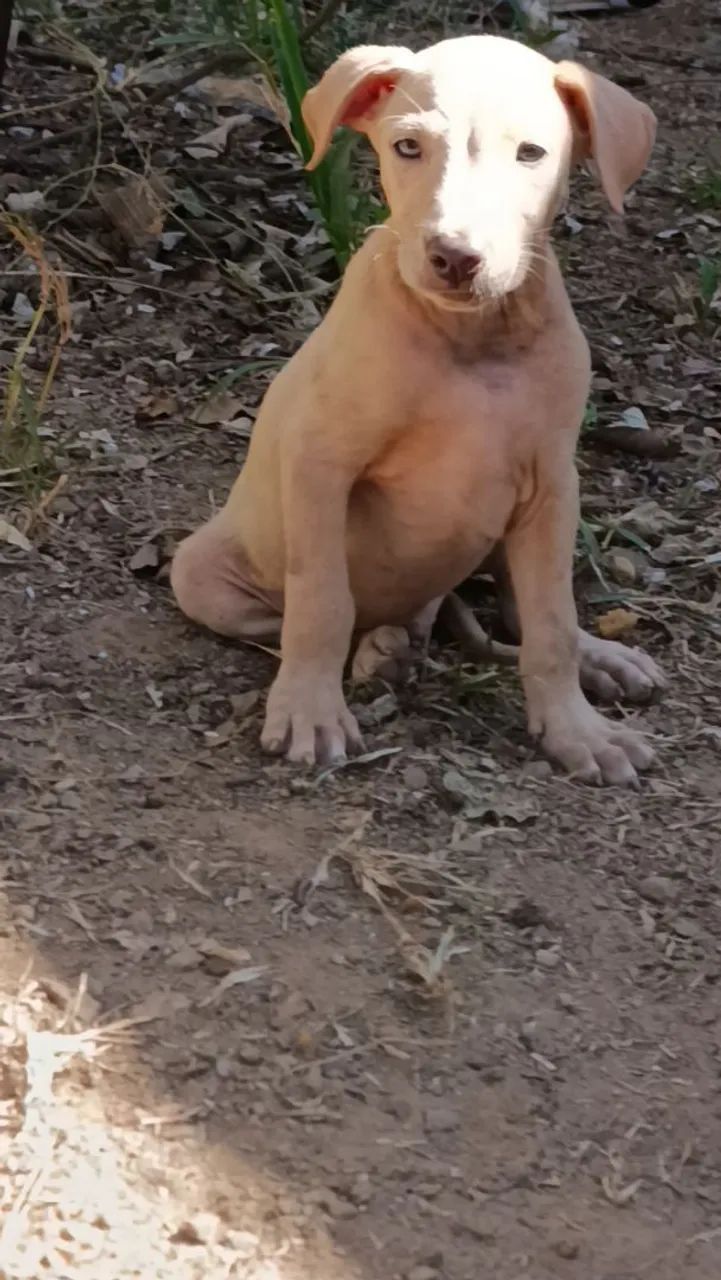 Filhotes de Cães para caca  - Foto 3