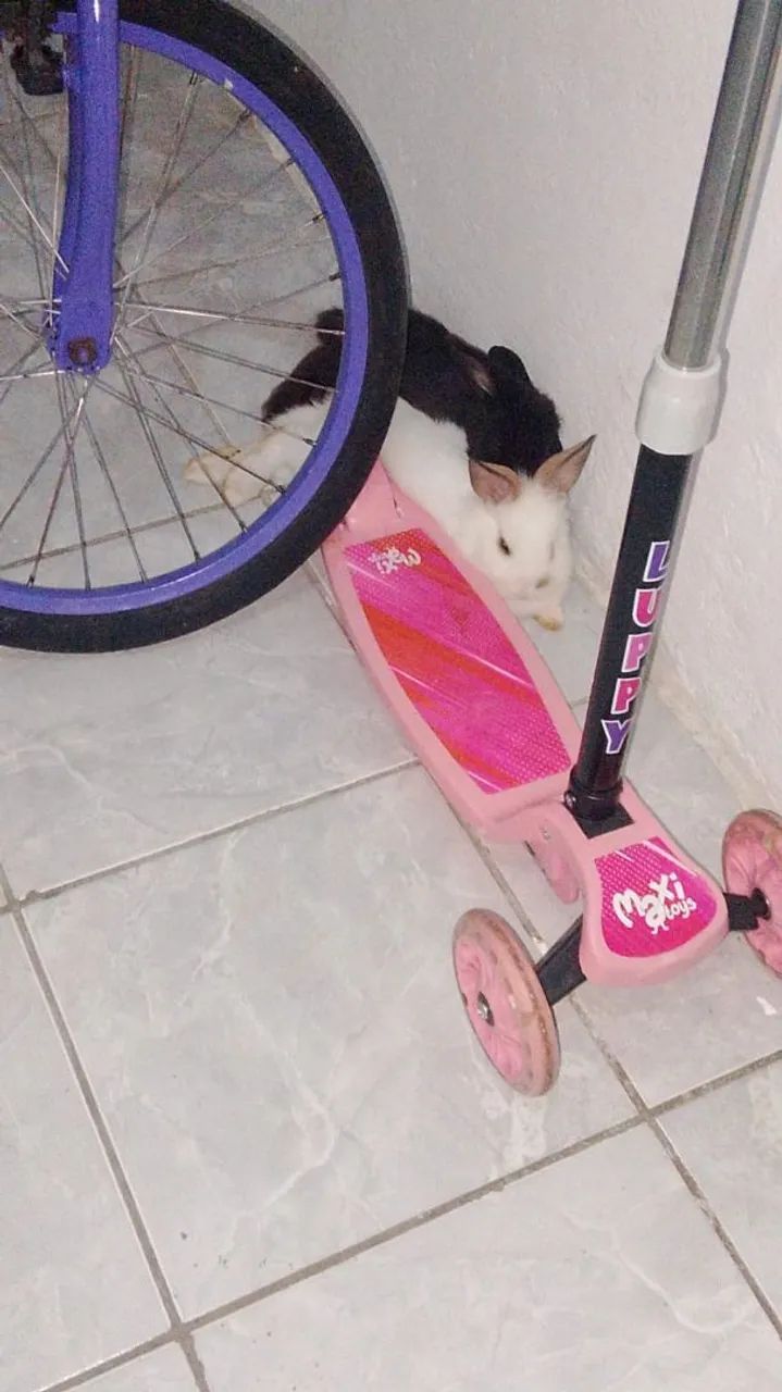 2 coelhos d óceis,doação  - Foto 2