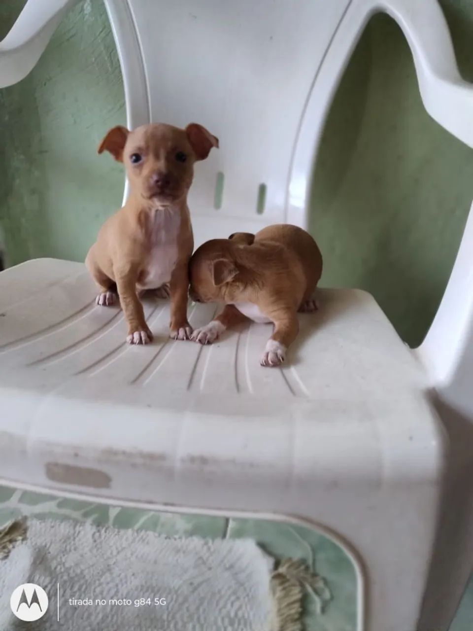 Pinscher 1 - Foto 2