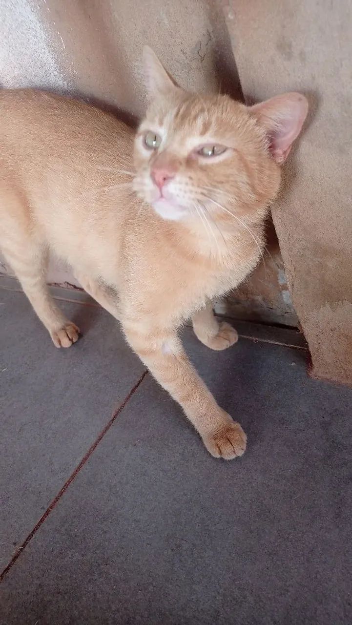 Doação de Gatos - Foto 2