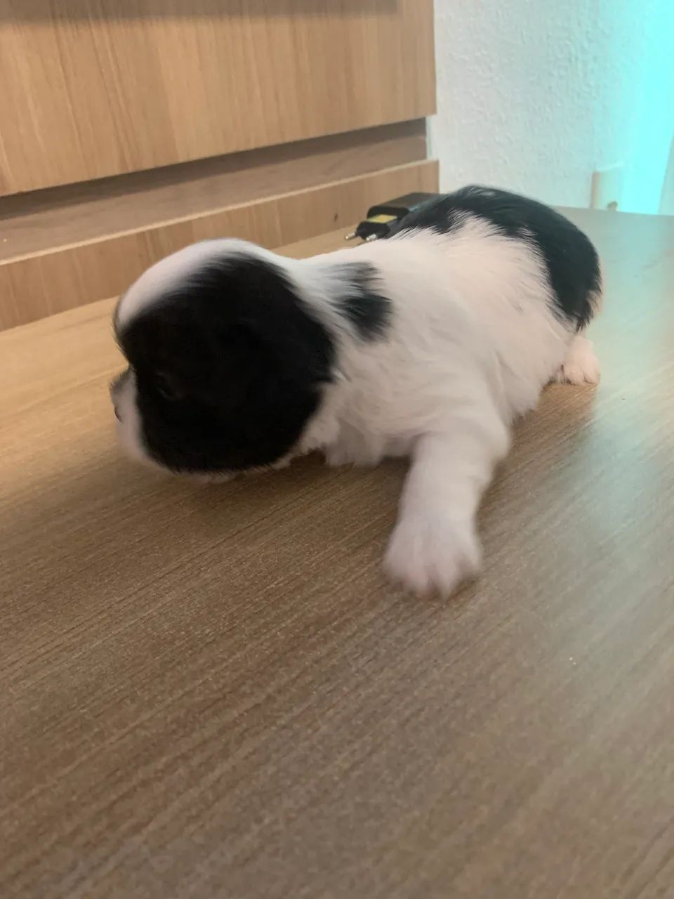 shitzu  - Foto 3